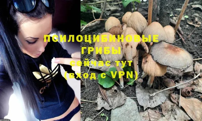 Галлюциногенные грибы Psilocybe  Орёл 